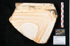 Foto (Objekt + Etikett) von Plantae indet.  (NHMW-GEO-2024-0188-11490)
